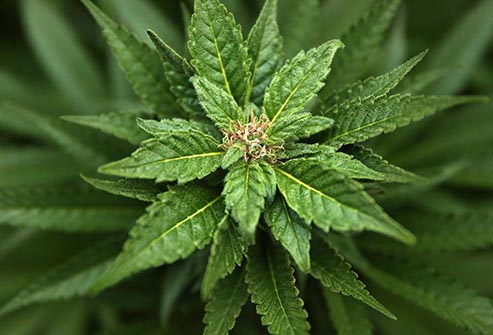 As CBD Oil Flirts with Mainstream, Questions Mount